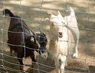 Livestock facilities