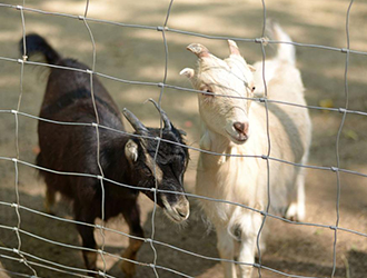 Animal Husbandry